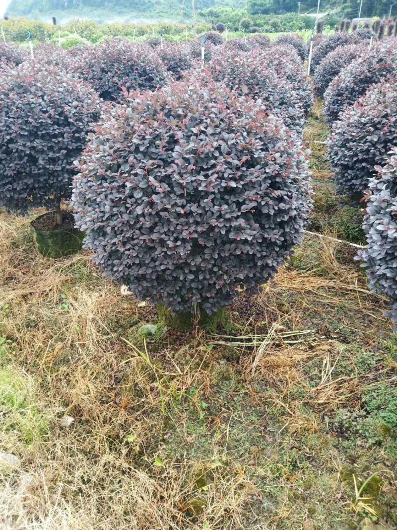 红花继木球60—1米5冠，市政普通精品
