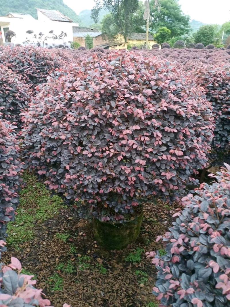 红花继木球60—1米5冠，市政普通精品
