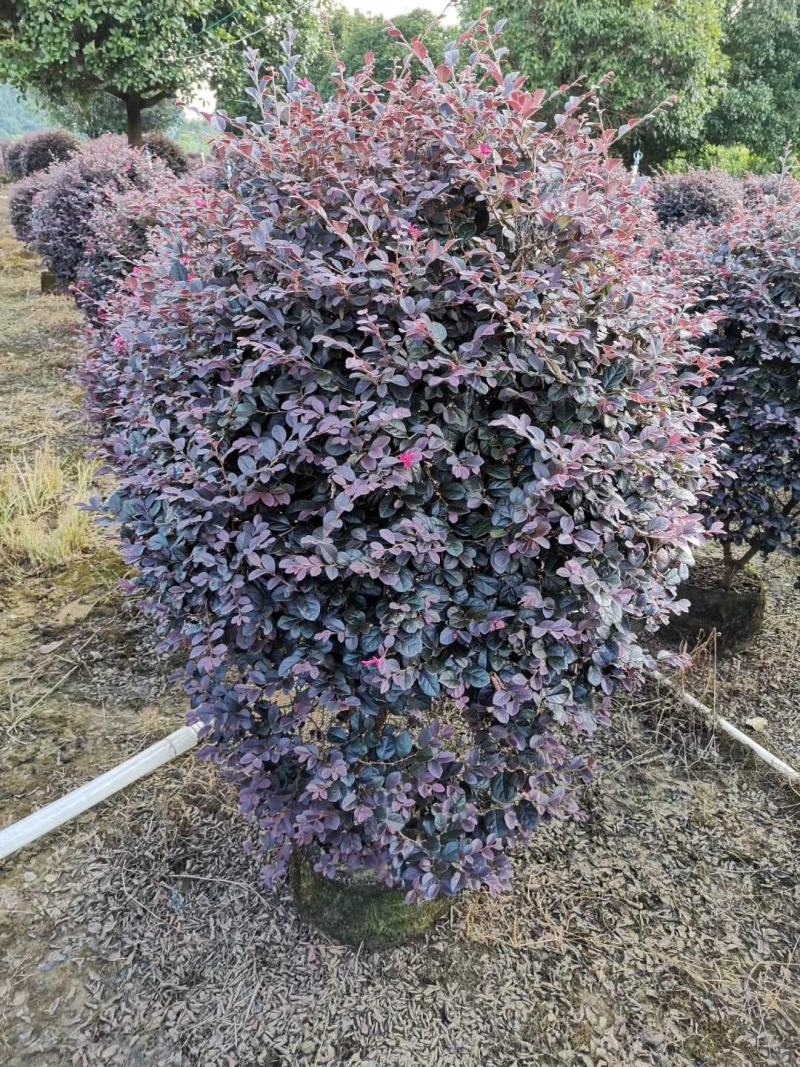 红花继木球60—1米5冠，市政普通精品