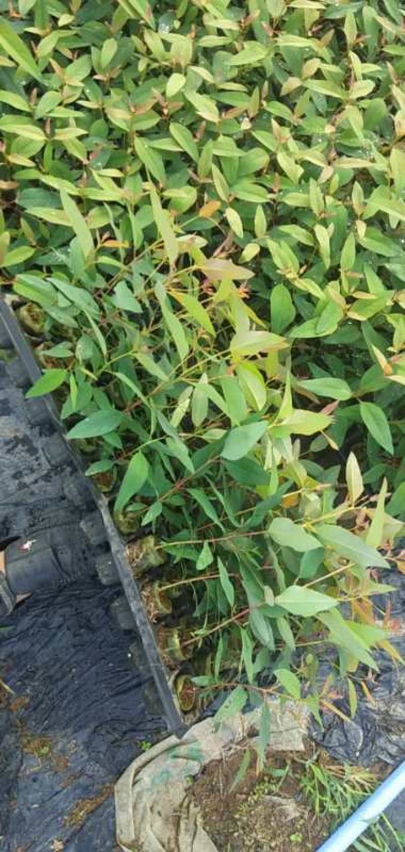 优质桉树二十九号幼苗，基地先挖精品苗，易成活，欢迎咨询