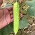 中科白玉黄瓜种子，强雌，有刺溜，黄瓜味浓