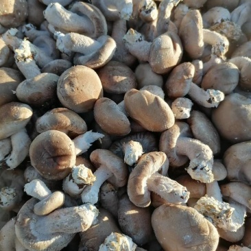 鲜香菇大量上市，现货供应，
