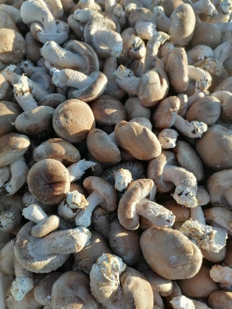 鲜香菇大量上市，现货供应，