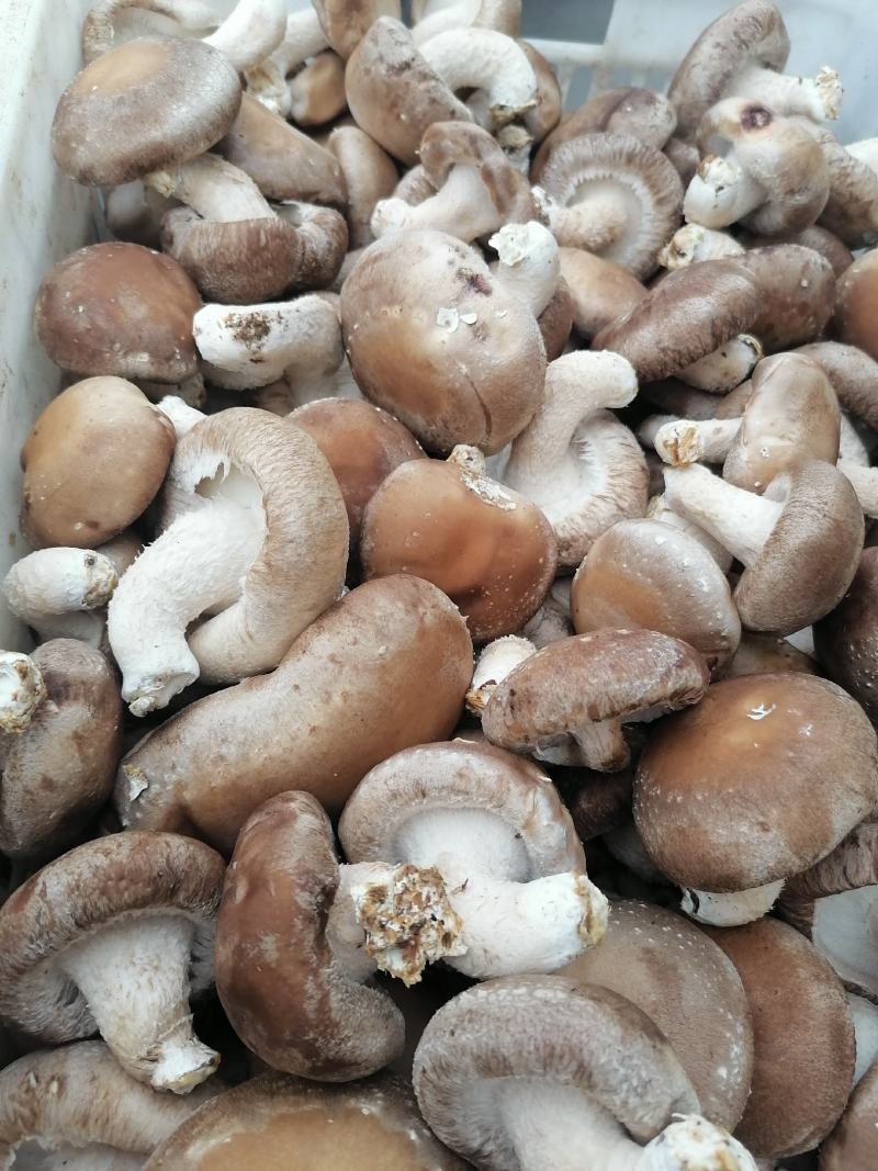 鲜香菇大量上市，现货供应，