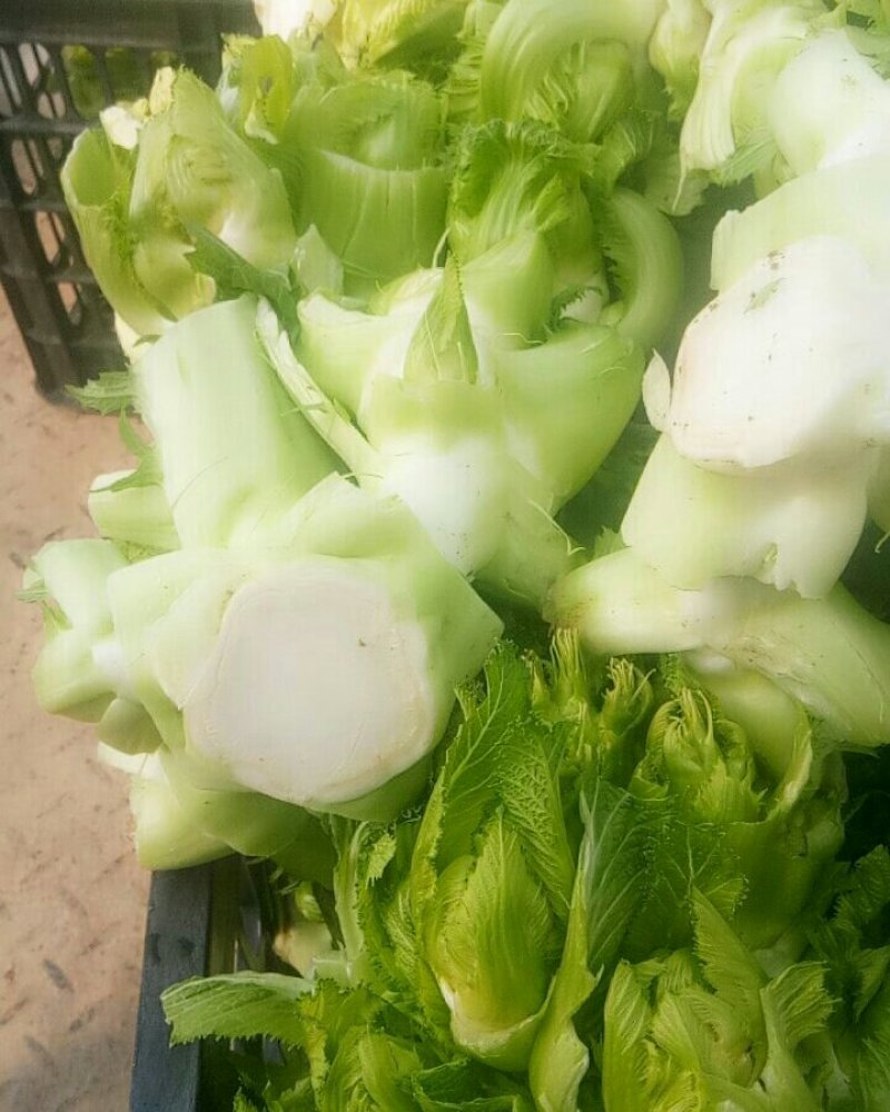 儿菜，万亩精品儿菜大量上市欢迎全国各地客户前来订购