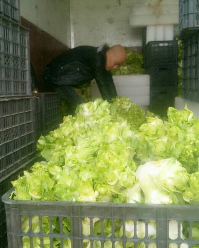 儿菜，万亩精品儿菜大量上市欢迎全国各地客户前来订购