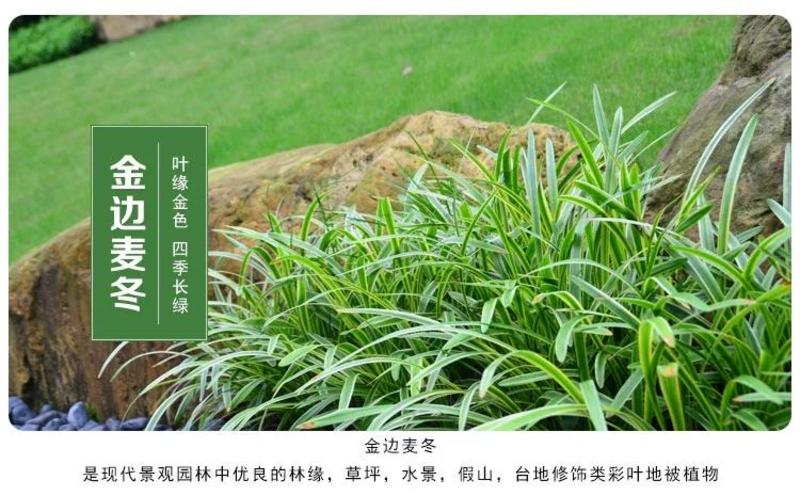 新采麦冬草金边麦冬草籽日本矮麦冬苗绿化草坪