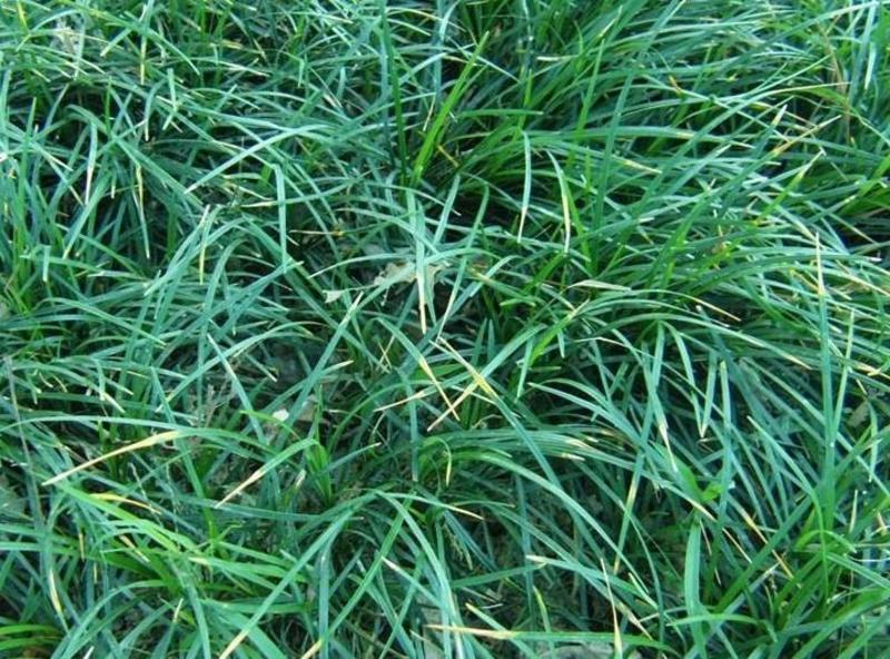 新采麦冬草金边麦冬草籽日本矮麦冬苗绿化草坪