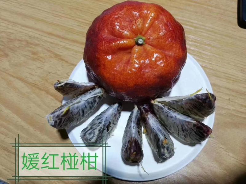 媛红碰柑苗（新品上市），证件齐全支持线上交易。