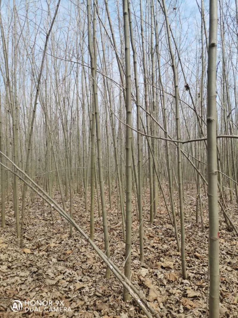 法桐树梧桐树法桐法国梧桐小法桐法桐树