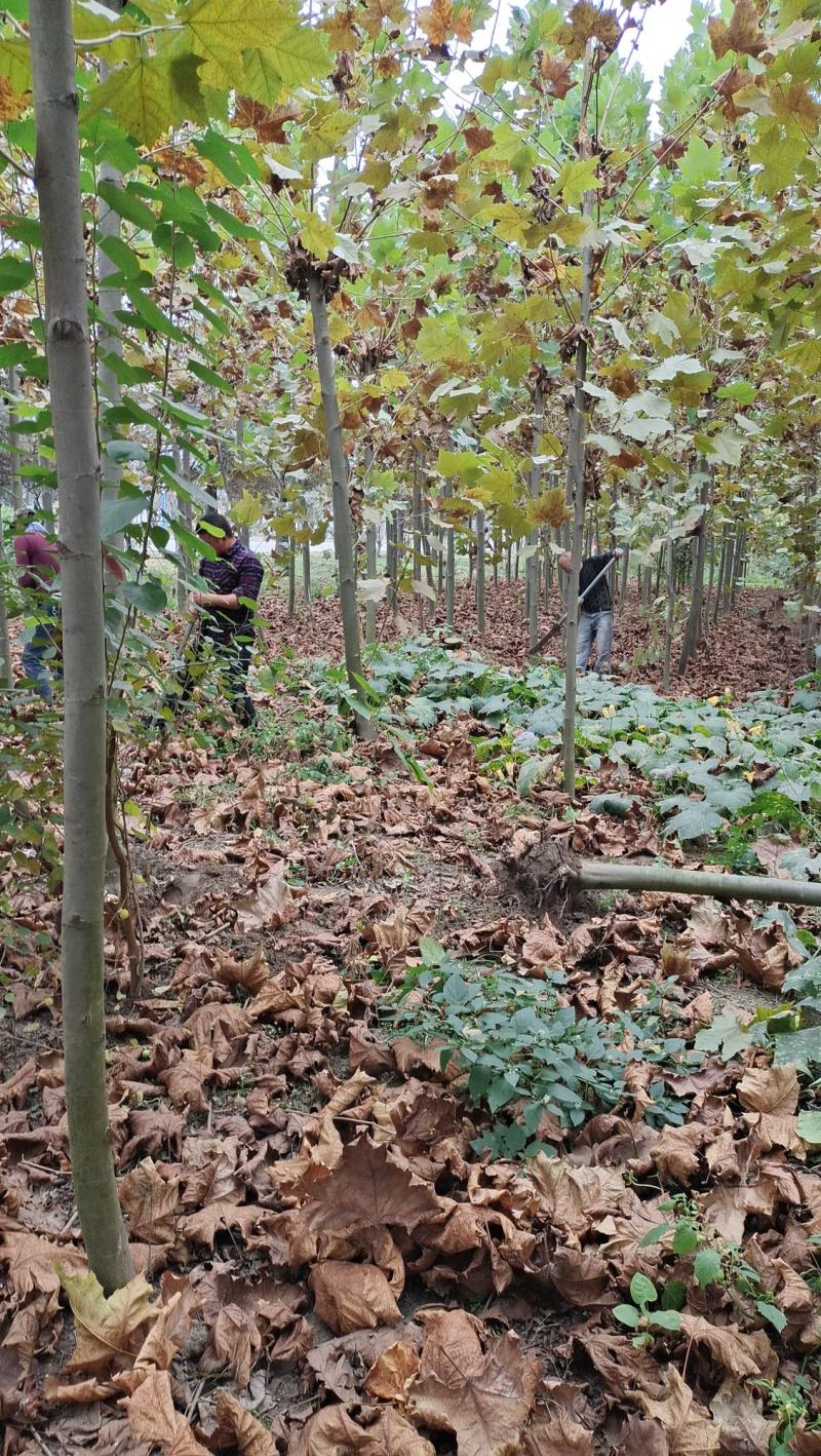 法桐树梧桐树法桐法国梧桐小法桐法桐树