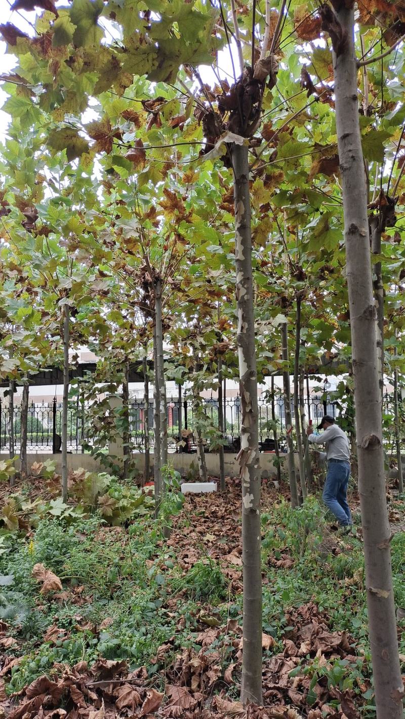 法桐树梧桐树法桐法国梧桐小法桐法桐树