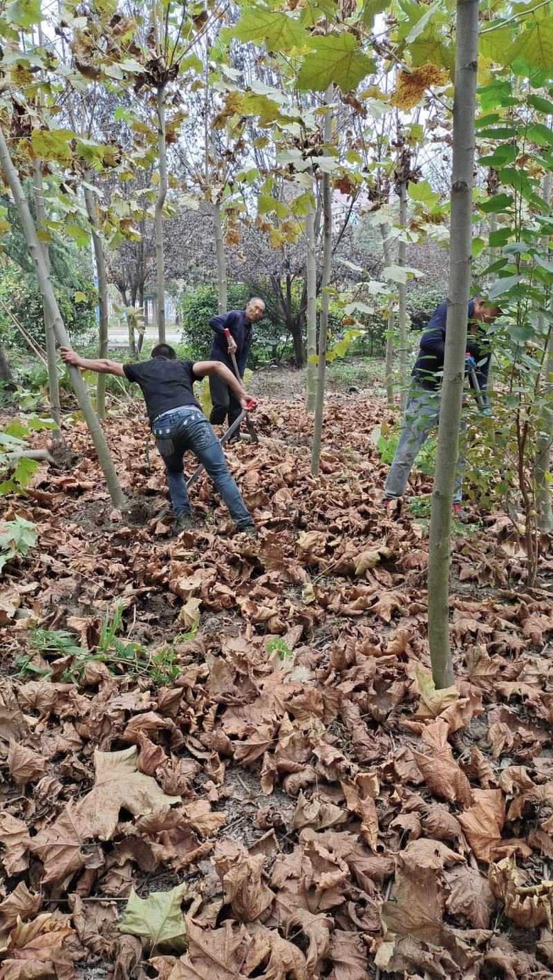 法桐树梧桐树法桐法国梧桐小法桐法桐树