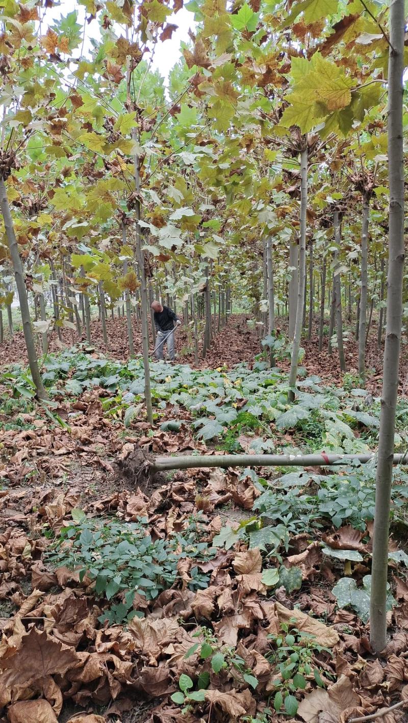 法桐树梧桐树法桐法国梧桐小法桐法桐树