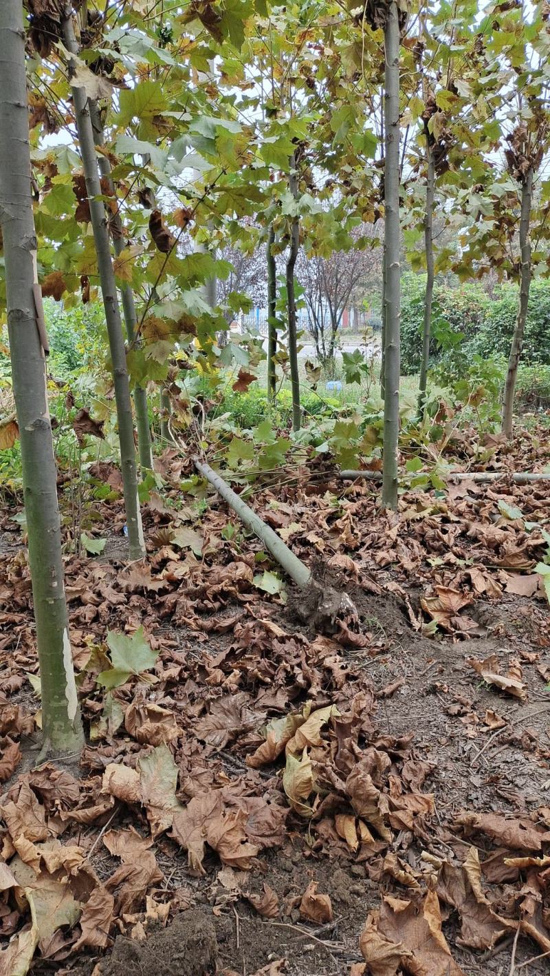 法桐树梧桐树法桐法国梧桐小法桐法桐树