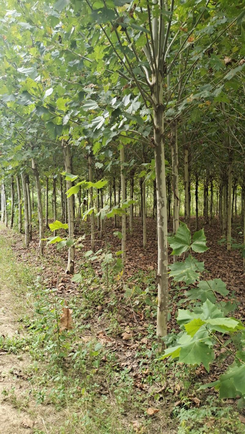 法桐树梧桐树法桐法国梧桐小法桐法桐树
