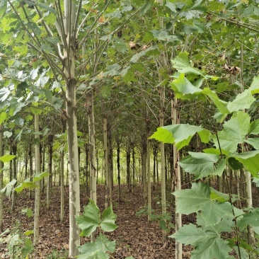 法桐树梧桐树法桐法国梧桐小法桐法桐树