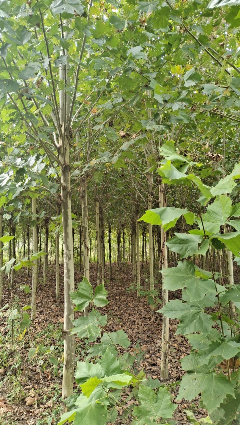 法桐树梧桐树法桐法国梧桐小法桐法桐树