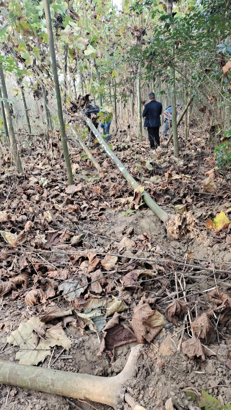 法桐树梧桐树法桐法国梧桐小法桐法桐树
