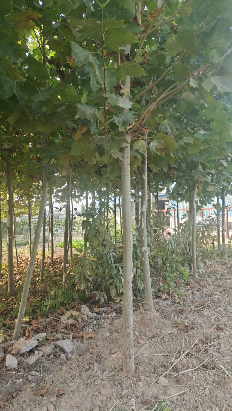 法桐树梧桐树法桐法国梧桐小法桐法桐树