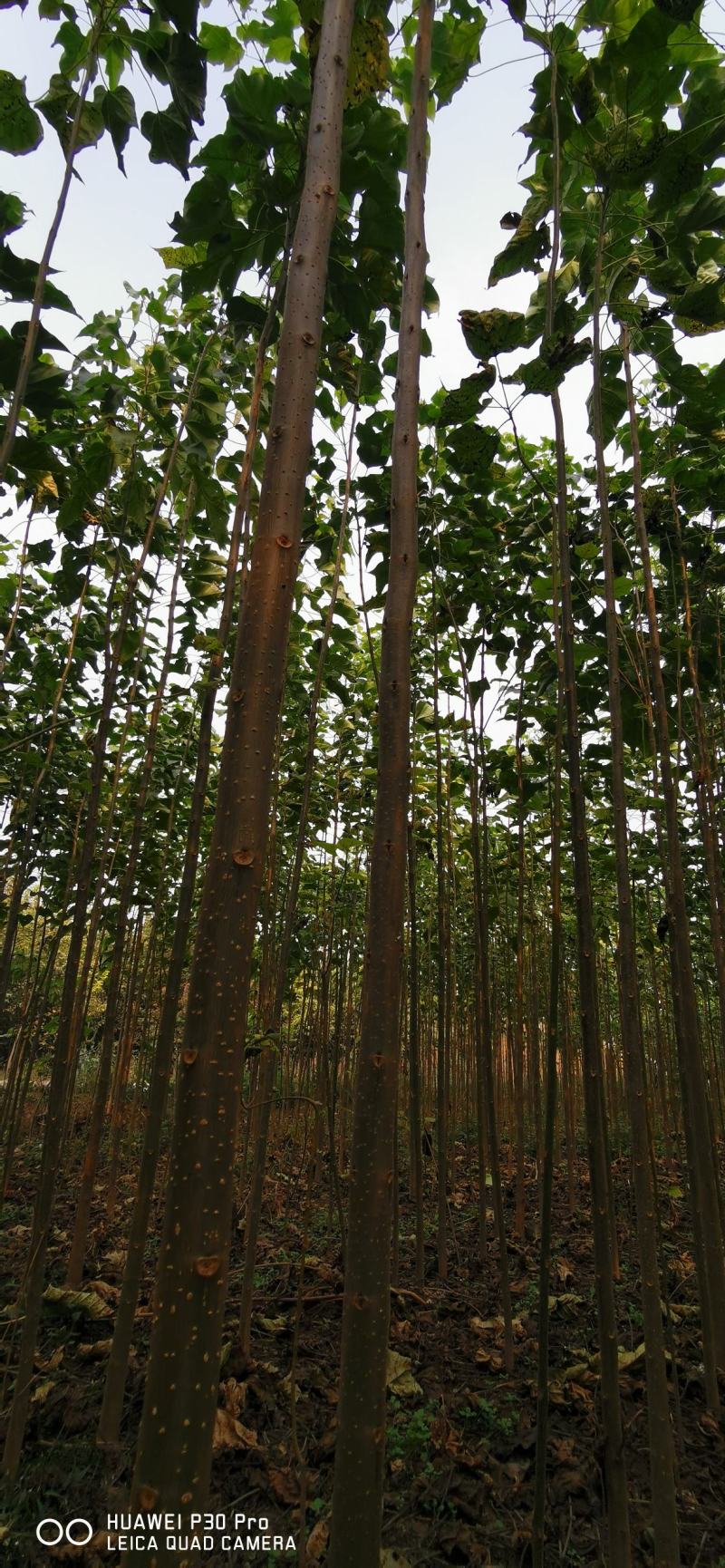 各种规格优质楸树上市