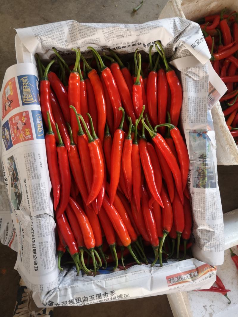 精品小米椒和海花红，