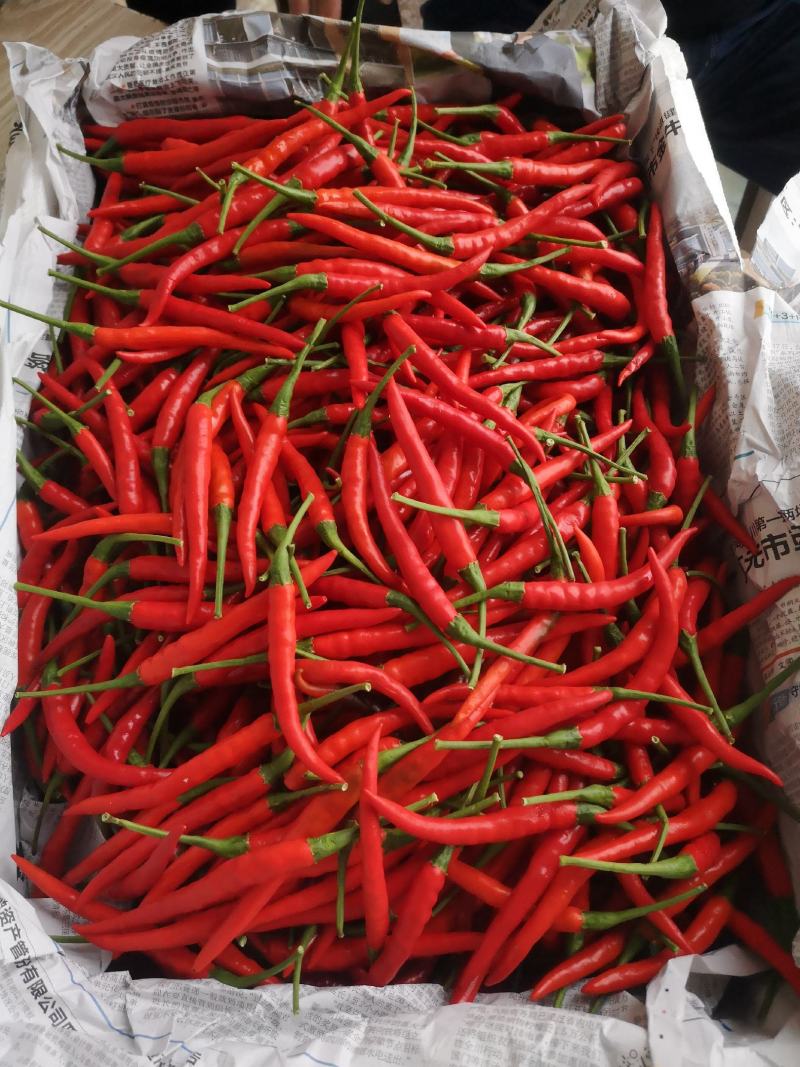 精品小米椒和海花红，