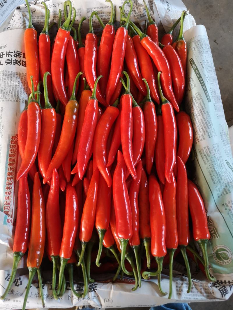 精品小米椒和海花红，