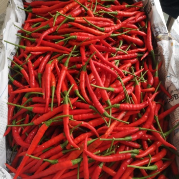精品小米椒和海花红，