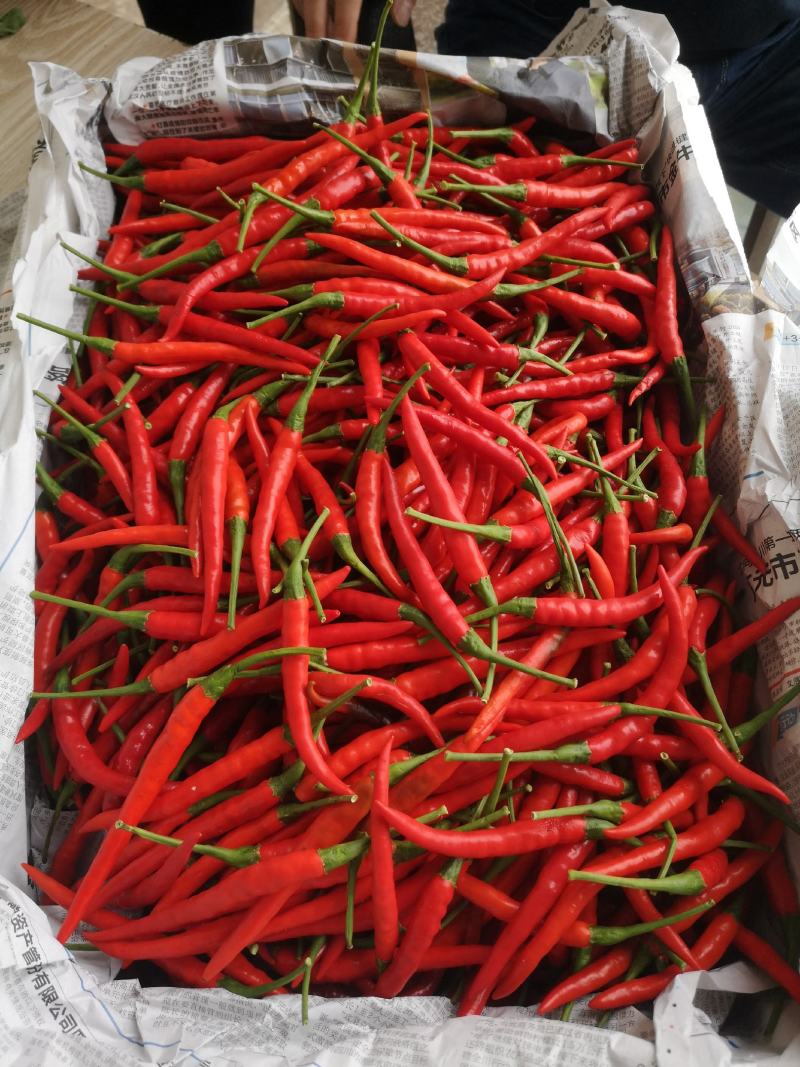 精品小米椒和海花红，