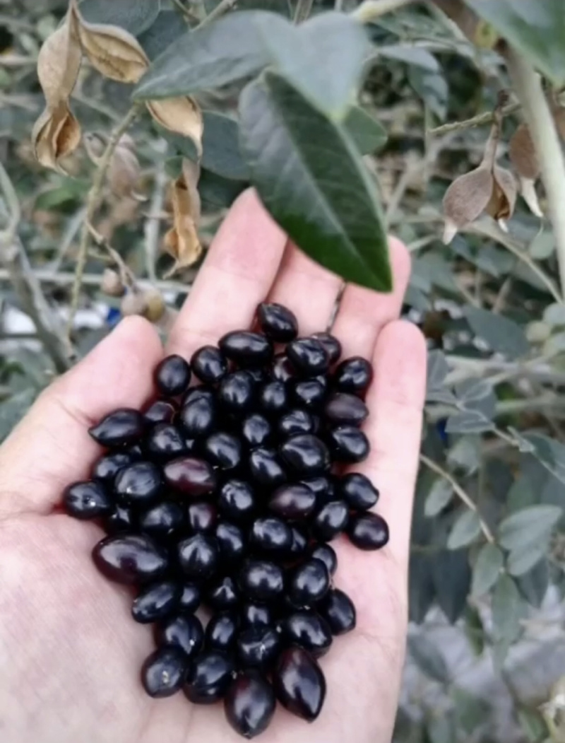 山豆根种子颗颗饱满发芽率高