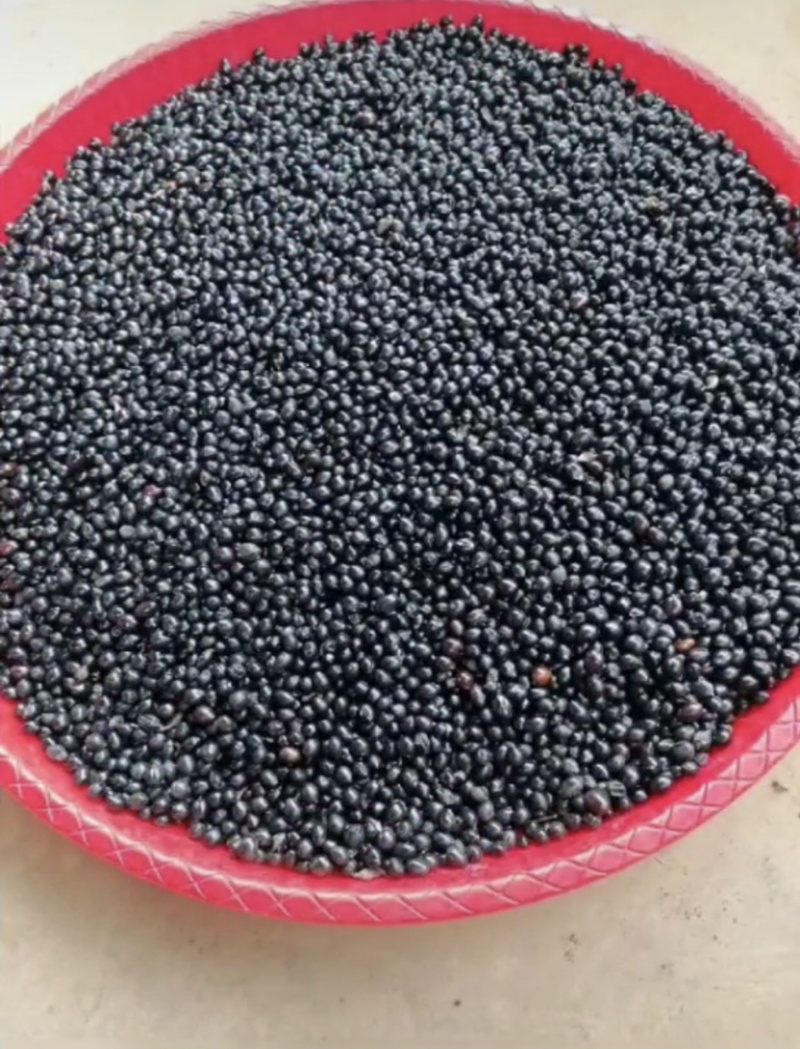 山豆根种子颗颗饱满发芽率高