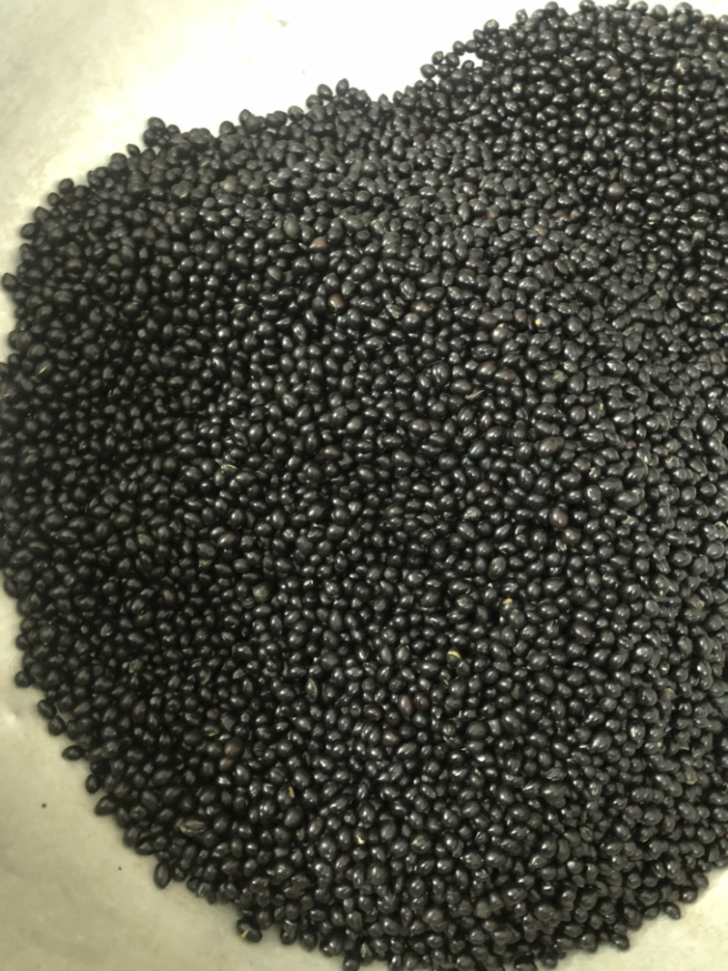山豆根种子颗颗饱满发芽率高