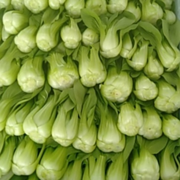 精品叶菜，基地直销，