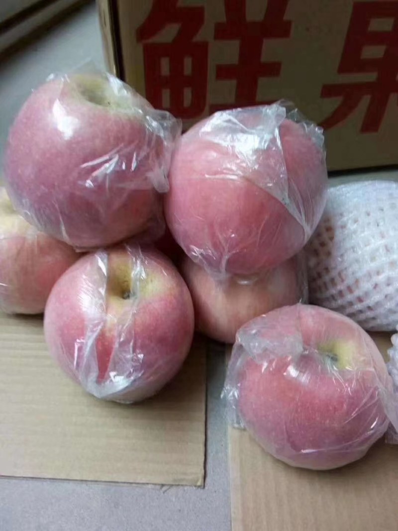 礼泉县膜袋红富士大量有货