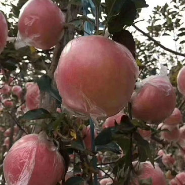 礼泉县膜袋红富士大量有货