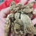 野生天麻广西野生天麻新鲜货，干货都有