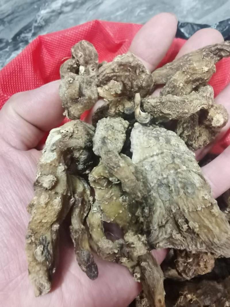 野生天麻广西野生天麻新鲜货，干货都有