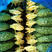 密刺黄瓜，条直，顶花带刺，25公分以上，有需要的可以联系
