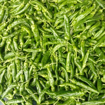 鲜辣椒301大辣椒，