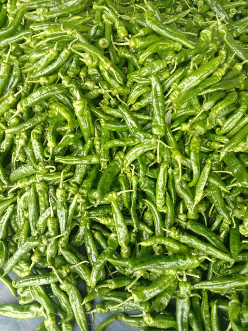 鲜辣椒301大辣椒，