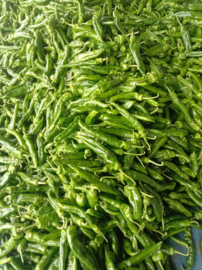 鲜辣椒301大辣椒，