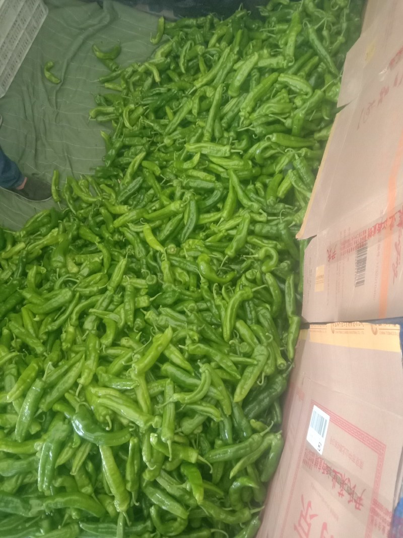 鲜辣椒301大辣椒，