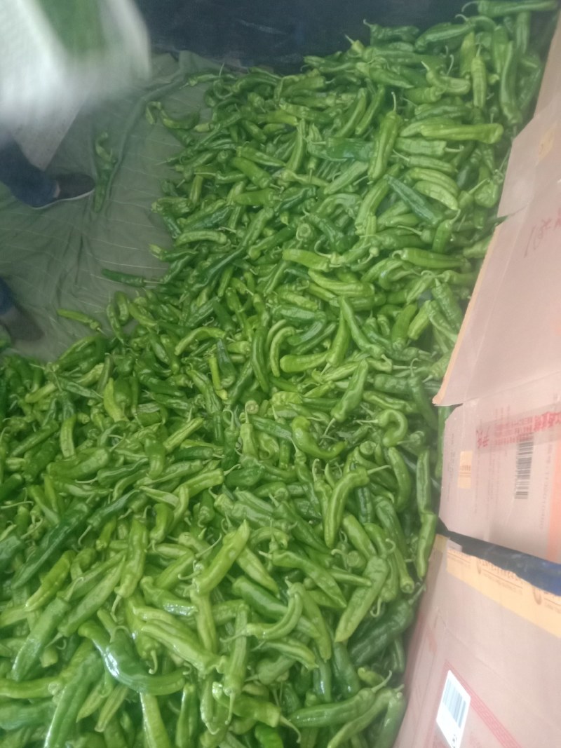 鲜辣椒301大辣椒，
