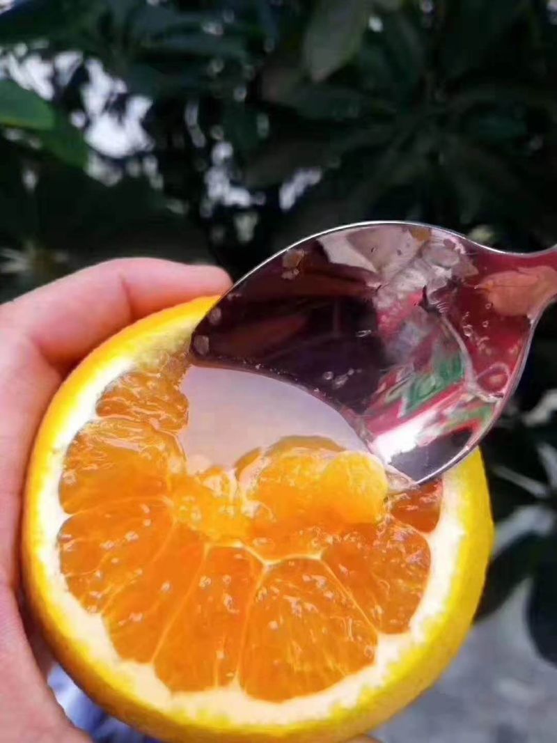 九月红脐橙大量走货皮薄肉厚汁甜现摘现发对接各种平台