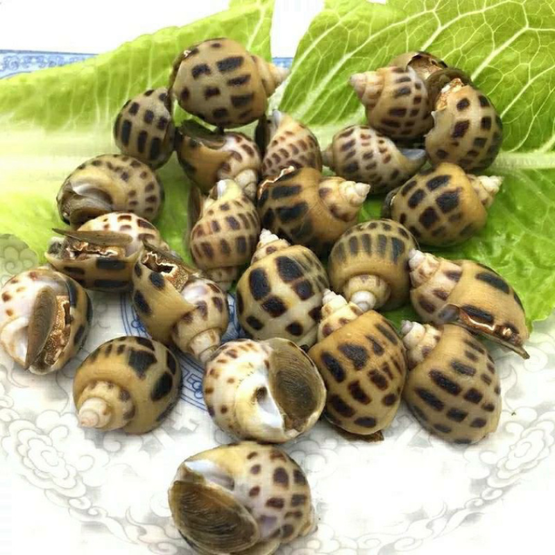 【有好货】花螺东风螺新鲜速冻花螺肉质鲜美