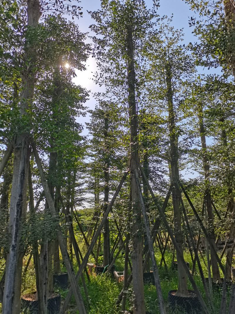 出售袋苗，徦植苗10-20公分小叶榄仁，有需要的老板联系