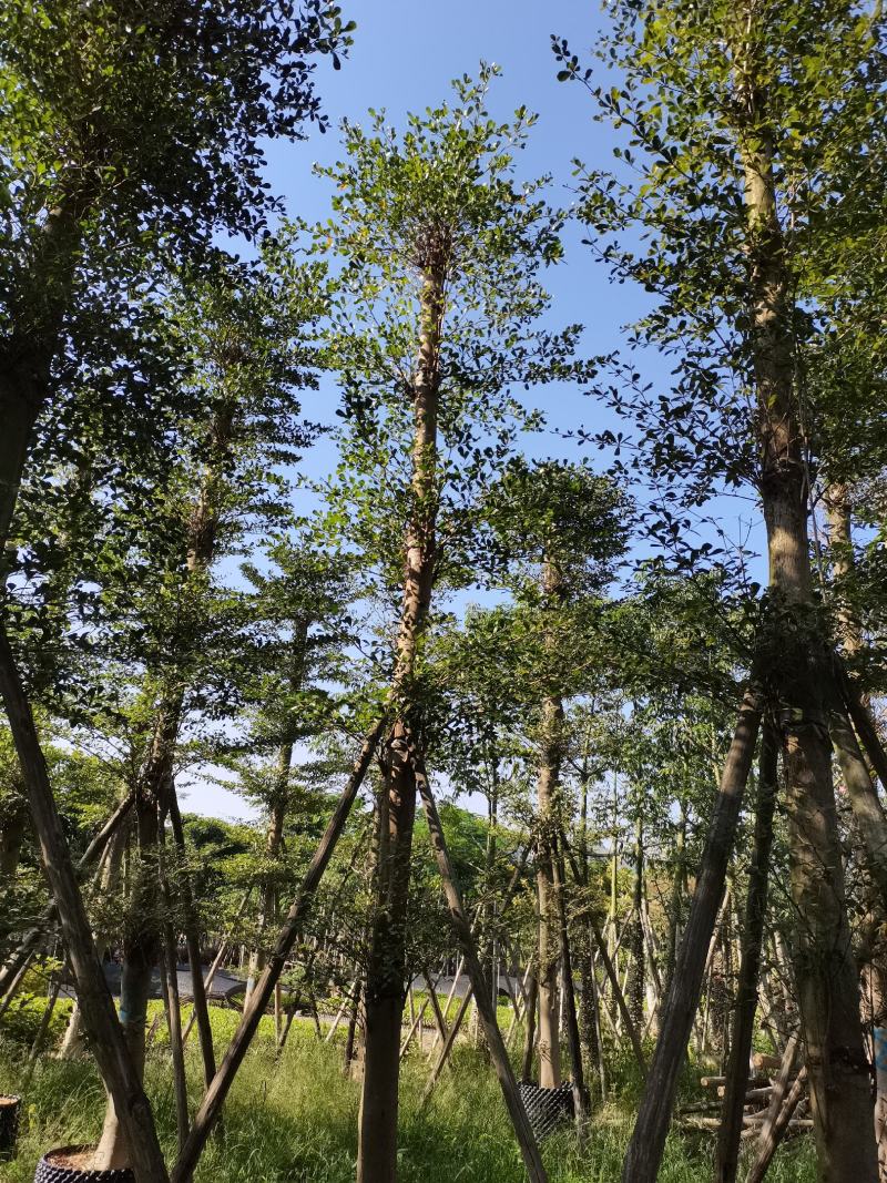 出售袋苗，徦植苗10-20公分小叶榄仁，有需要的老板联系