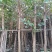出售高山榕袋苗8-15公分,需要的的老板联系