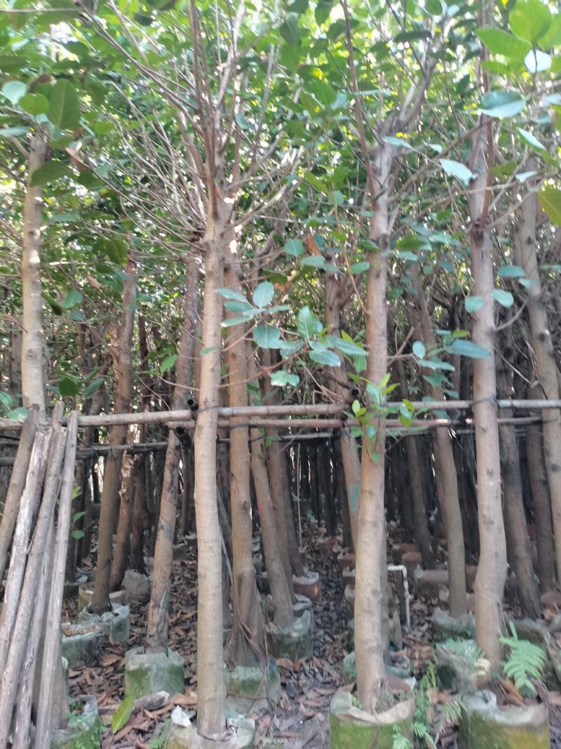 出售高山榕袋苗8-15公分，需要的的老板联系